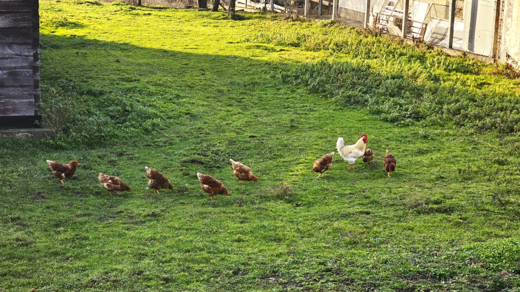 Restoran Kod Đurđe