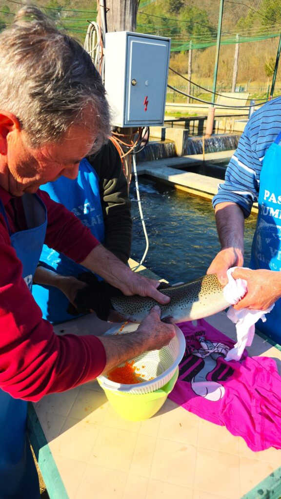 Ikra pastrve Žumberak ribnjak