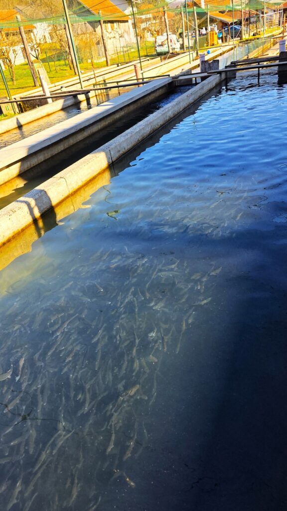 Žumberak pastrva izlet Turistička zajednica Zagrebačke županije