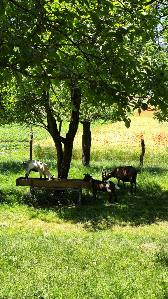 priroda u Otočcu - Lika